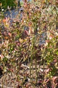 Vaccinium corymbosum 'Elisabeth' - La pépinière d'Agnens