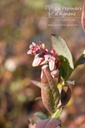 Vaccinium corymbosum 'Liberty' - La pépinière d'Agnens