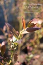 Vaccinium corymbosum 'Liberty' - La pépinière d'Agnens