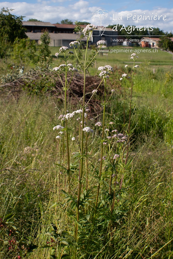 Valeriana officinalis - La pépinière d'Agnens