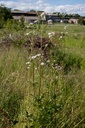 Valeriana officinalis - La pépinière d'Agnens