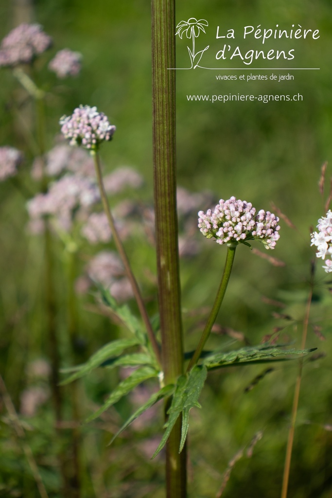 Valeriana officinalis - La pépinière d'Agnens