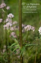 Valeriana officinalis - La pépinière d'Agnens