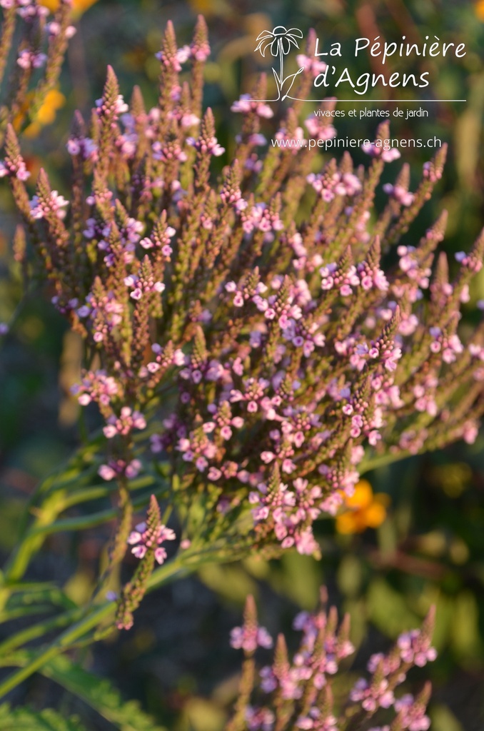 Verbena hastata 'Pink Spires' - La pépinière d'Agnens