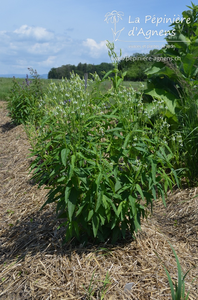 Verbena hastata 'White Spire' - La pépinière d'Agnens