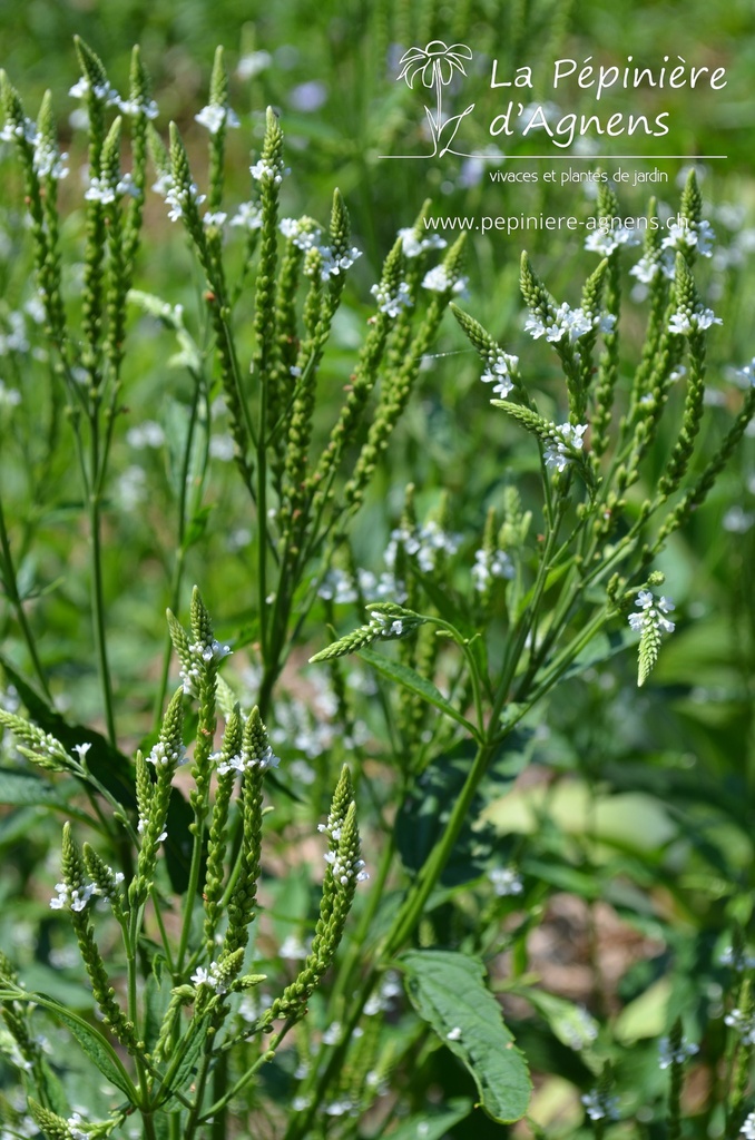 Verbena hastata 'White Spire' - La pépinière d'Agnens