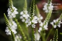 Verbena hastata 'White Spire' - La pépinière d'Agnens