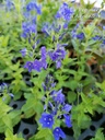 Veronica austriaca ssp. teucrium 'Knallblau' - La pépinière d'Agnens