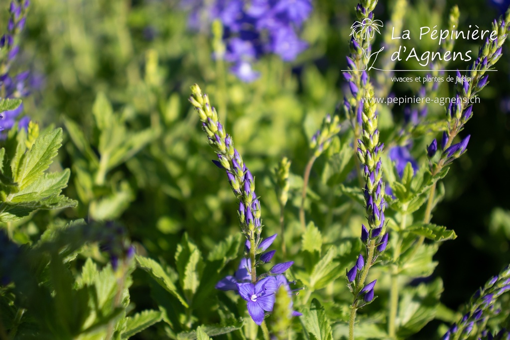 Veronica austriaca ssp. teucrium 'Knallblau' - La pépinière d'Agnens