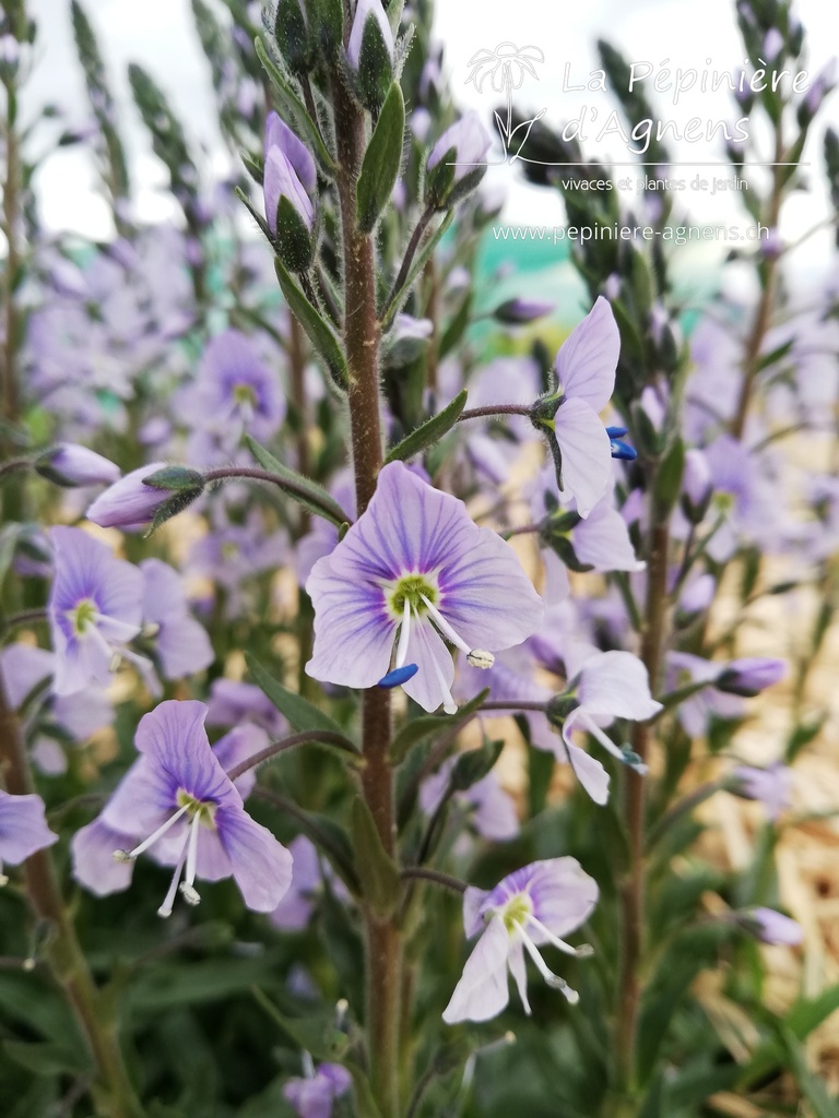 Veronica gentianoides 'Maihimmel' - La pépinière d'Agnens