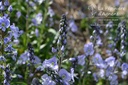 Veronica gentianoides 'Maihimmel' - La pépinière d'Agnens