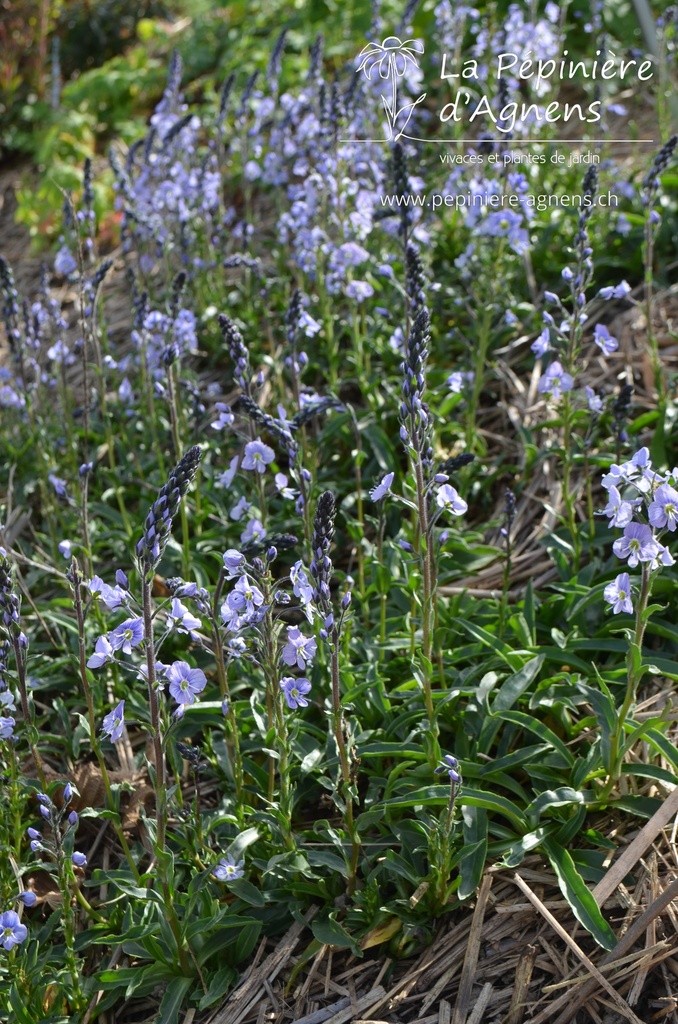 Veronica gentianoides 'Maihimmel' - La pépinière d'Agnens