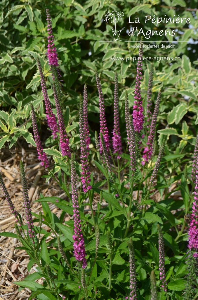 Veronica spicata 'Rotfuchs' - La pépinière d'Agnens