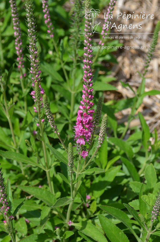 Veronica spicata 'Rotfuchs' - La pépinière d'Agnens