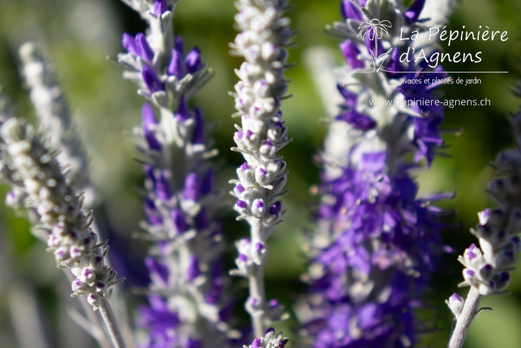 Veronica spicata ssp. incana 'Silberteppich' - La pépinière d'Agnens