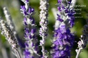 Veronica spicata ssp. incana 'Silberteppich' - La pépinière d'Agnens