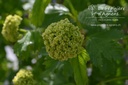 Viburnum opulus 'Roseum' - La pépinière d'Agnens