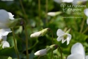 Viola sororia 'Albiflora' - La pépinière d'Agnens