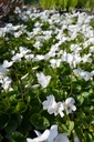 Viola sororia 'Albiflora' - La pépinière d'Agnens