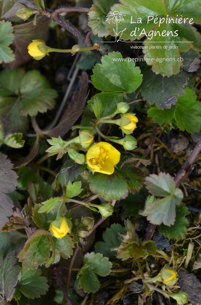 Waldsteinia ternata - La pépinière d'Agnens