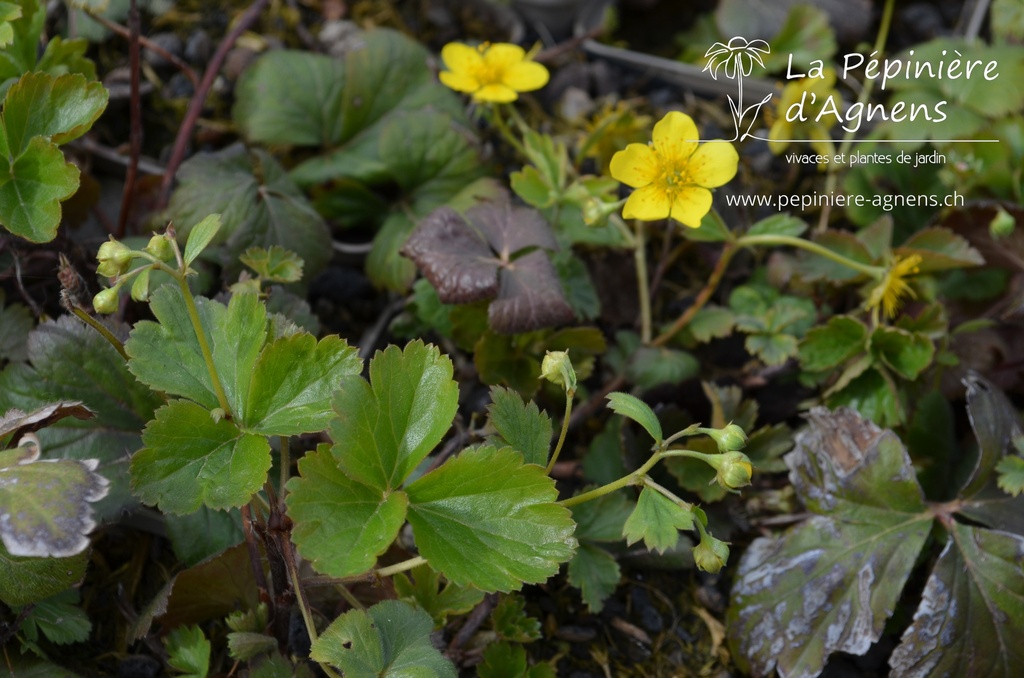 Waldsteinia ternata - La pépinière d'Agnens