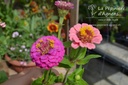 Zinnia elegans - La pépinière d'Agnens