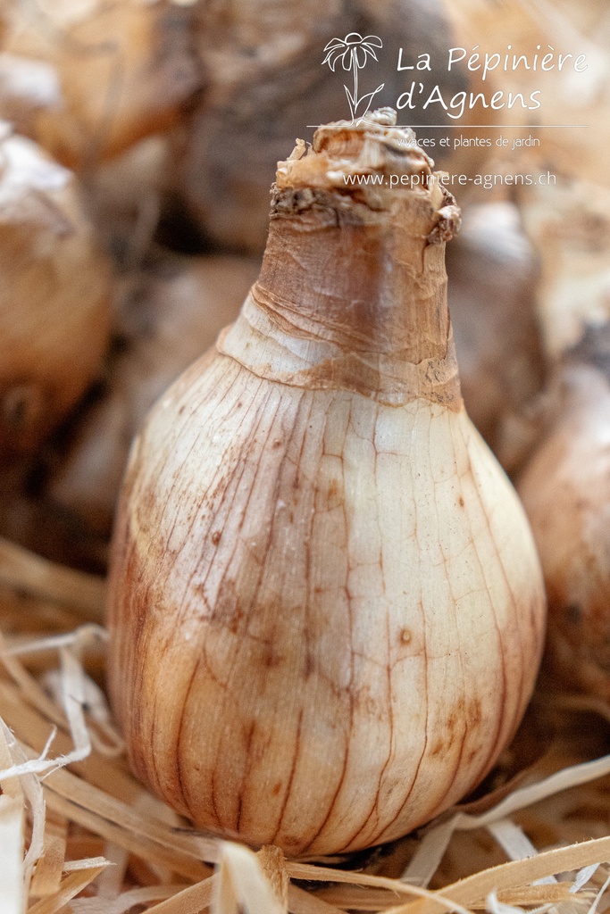 Narcissus à grandes couronnes ‘Ice Follies’ - La Pépinière d'Agnens