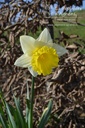 Narcissus à grandes couronnes ‘Ice Follies’ - La Pépinière d'Agnens