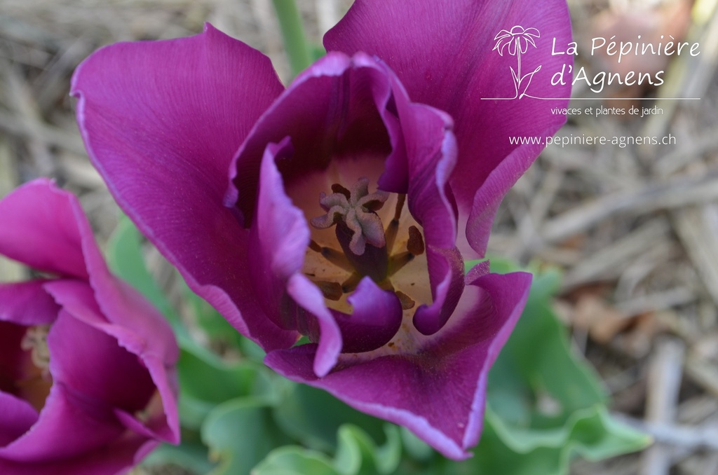 Mélange Purplish - La Pépinière d'Agnens