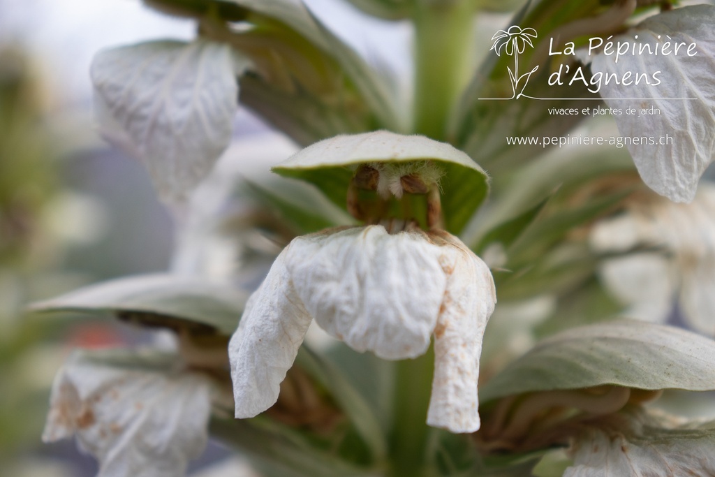 Acanthus mollis 'Rue Ledan' - La Pépinière d'Agnens