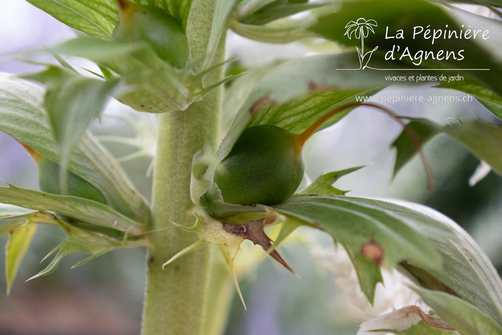 Acanthus mollis 'Rue Ledan' - La Pépinière d'Agnens