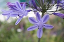 Agapanthus hybride 'Blue Triumphator' - La Pépinière d'Agnens