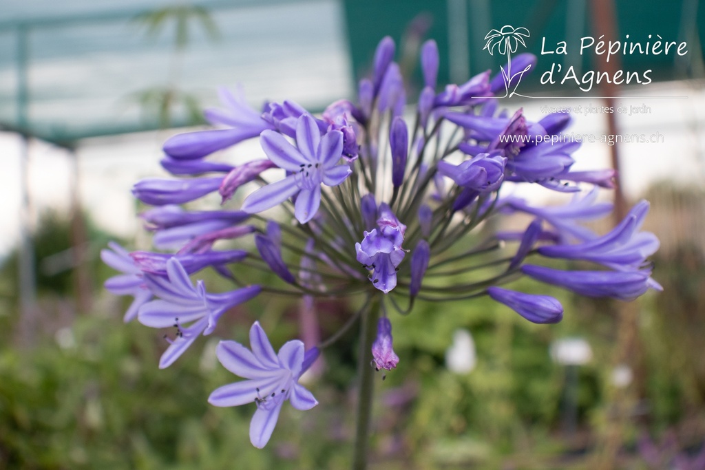 Agapanthus hybride 'Blue Triumphator'  - La Pépinière d'Agnens