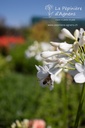 Agapanthus hybride 'Polar Ice' - La Pépinière d'Agnens