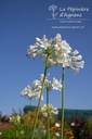 Agapanthus hybride 'Polar Ice' - La Pépinière d'Agnens