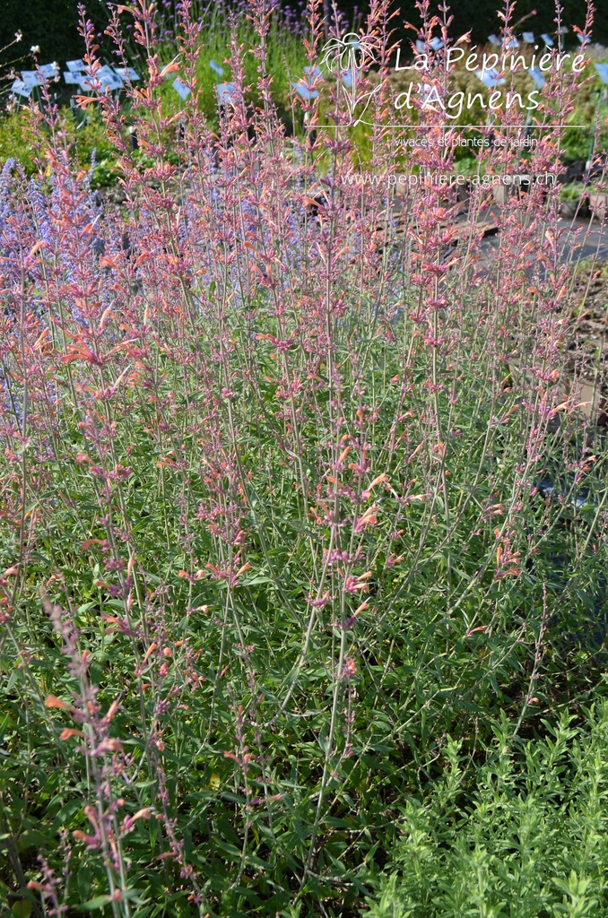 Agastache rugosa 'Firebird' - La Pépinière d'Agnens