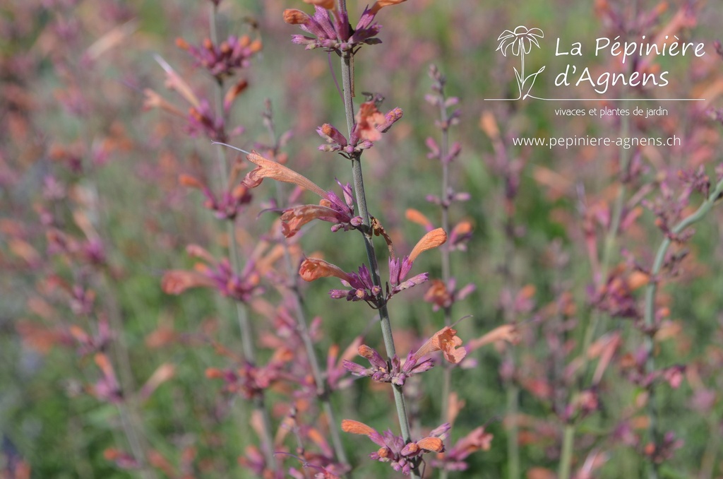 Agastache rugosa 'Firebird'