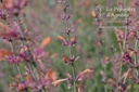 Agastache rugosa 'Firebird' - La Pépinière d'Agnens - La Pépinière d'Agnens