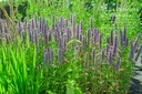 Agastache rugosa 'Blue Fortune' - La Pépinière d'Agnens