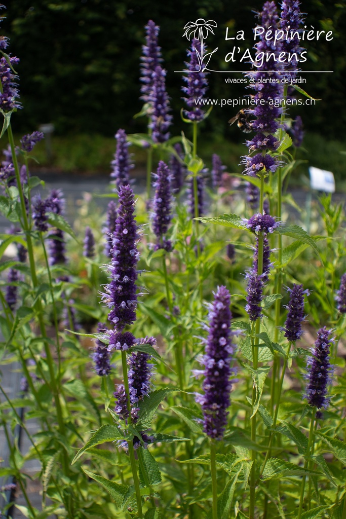 Agastache rugosa 'Black Adder' - La Pépinière d'Agnens