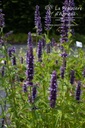 Agastache rugosa 'Black Adder' - La Pépinière d'Agnens