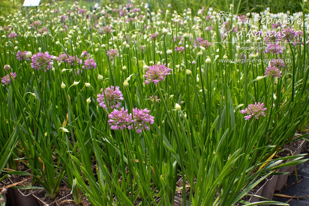 Allium hybride 'Millenium' - La Pépinière d'Agnens