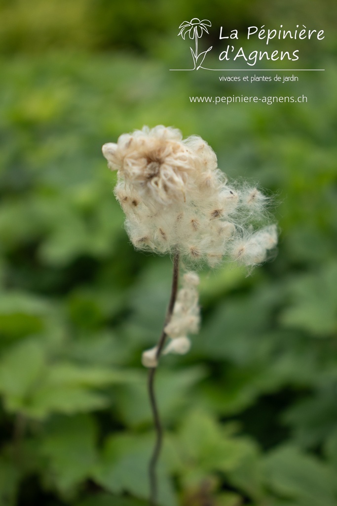 Anemone sylvestris - La Pépinière d'Agnens