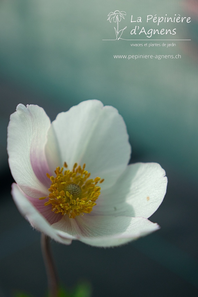 Anemone sylvestris - La Pépinière d'Agnens