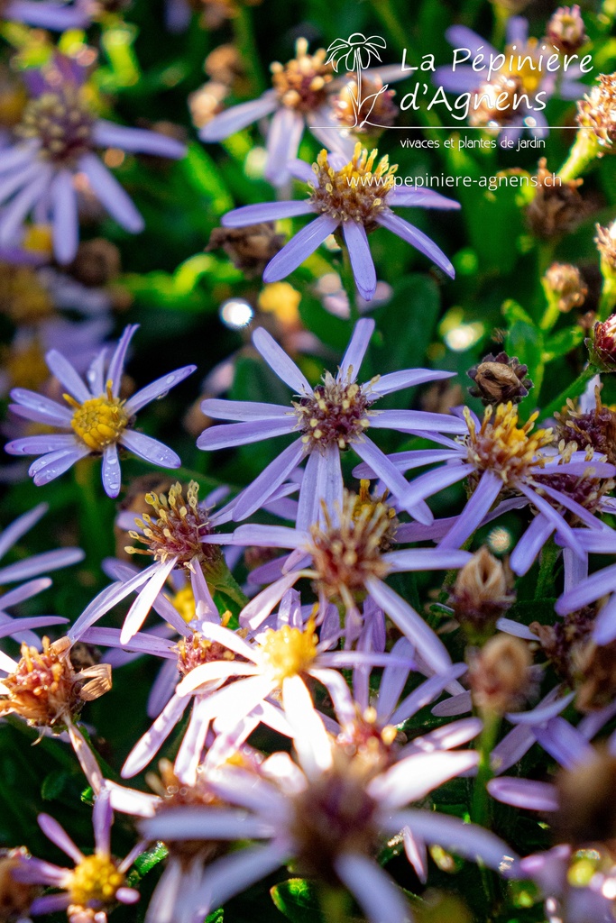 Aster ageratoides 'Adustus Nanus' - La pépinière d'Agnens