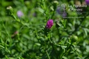 Aster dumosus 'Rosenwichtel' - La Pépinière d'Agnens