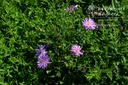 Aster dumosus 'Rosenwichtel' - La Pépinière d'Agnens