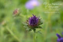 Aster frikartii (x) 'Mönch' - La Pépinière d'Agnens