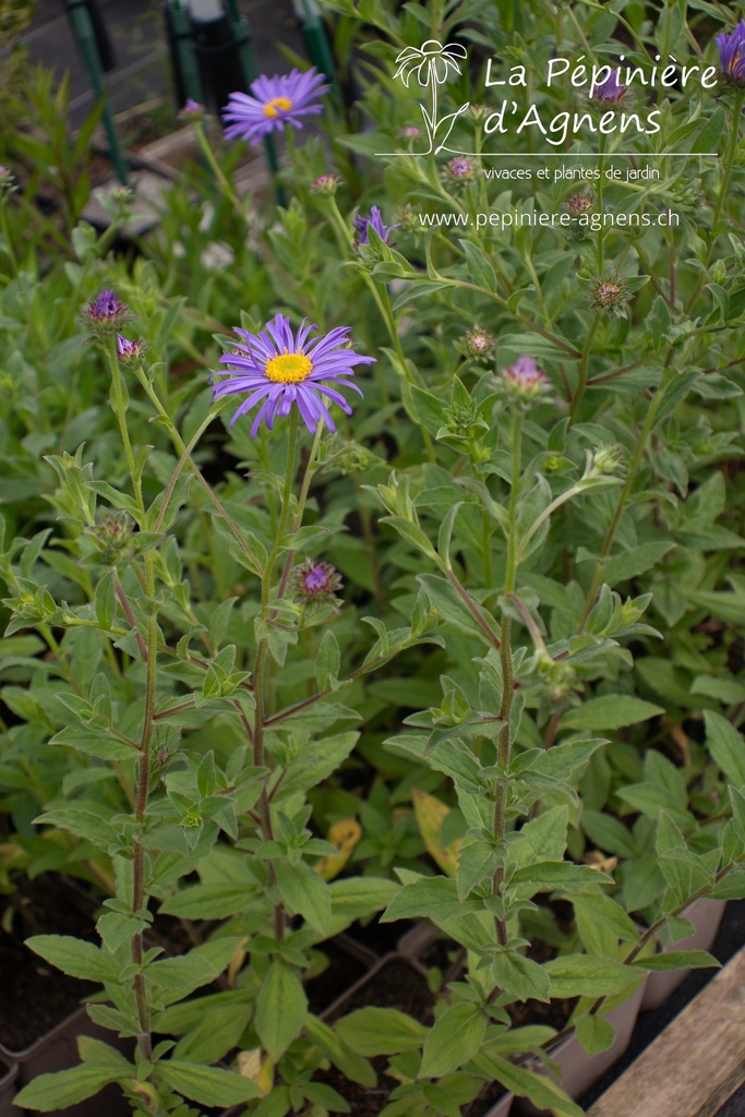 Aster frikartii (x) 'Mönch' - La Pépinière d'Agnens