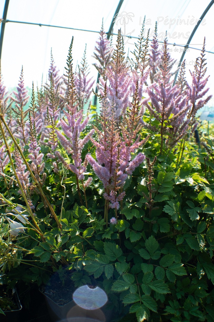 Astilbe chinensis 'Pumila' - La Pépinière d'Agnens